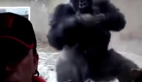 Snimok e`krana 2016 03 29 v 18.01.24 - Огромная горилла едва не разбила стекло в зоопарке